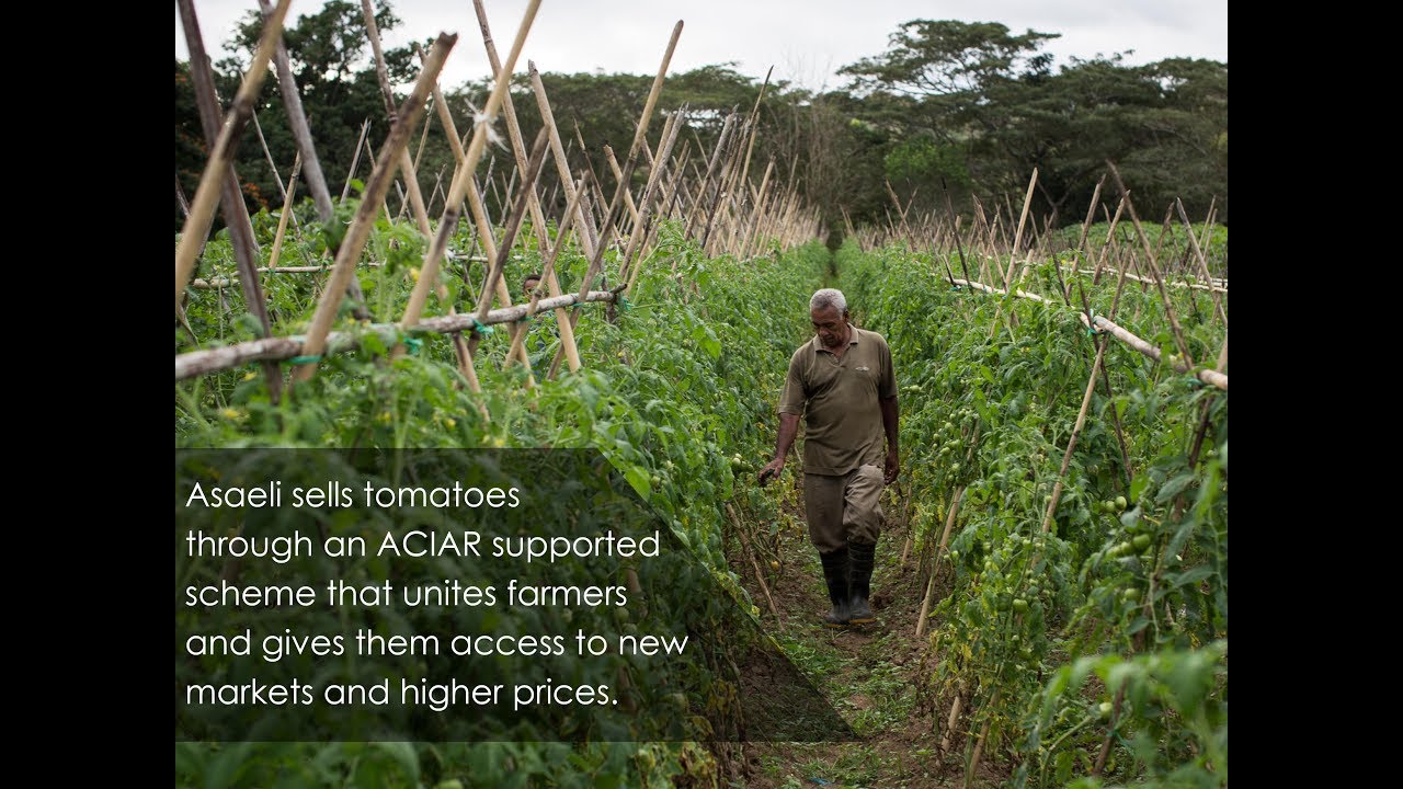 Asaeli's story-Tomato- Integrating protected cropping systems in Fiji - ACIAR