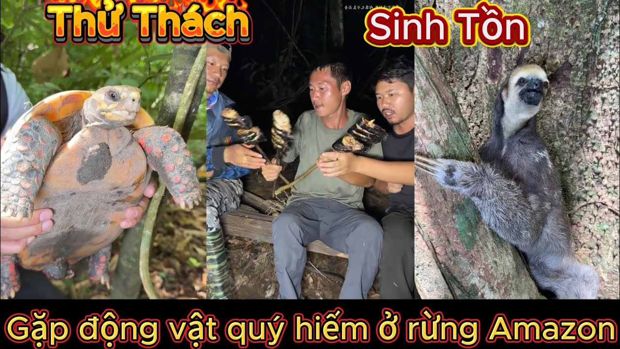 Tập 1| Thử thách sinh tồn trong rừng rậm Amazon, phát hiện nhiều động vật quý hiếm| Hà Bá Sinh Tồn