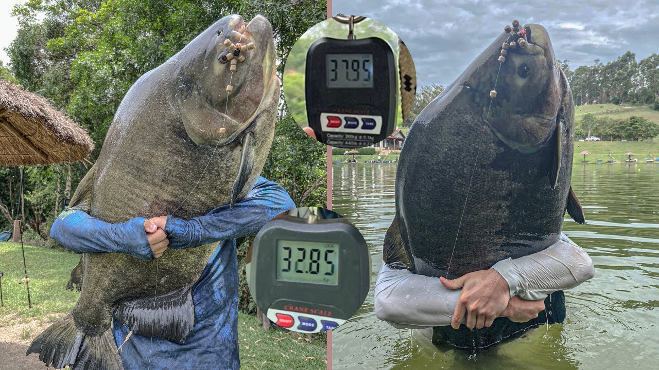 Pesqueiro Taquari O LAR DO TAMBACUS GIGANTES 37KG 32KG / mais uma PESCARIA 100% CEVADEIRA