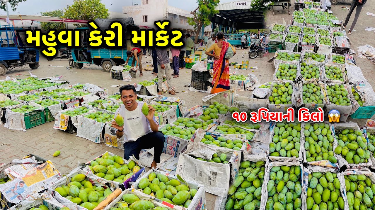 Mahuva Mango Market | મહુવા કેરી માર્કેટ | Mahuva Market Yard