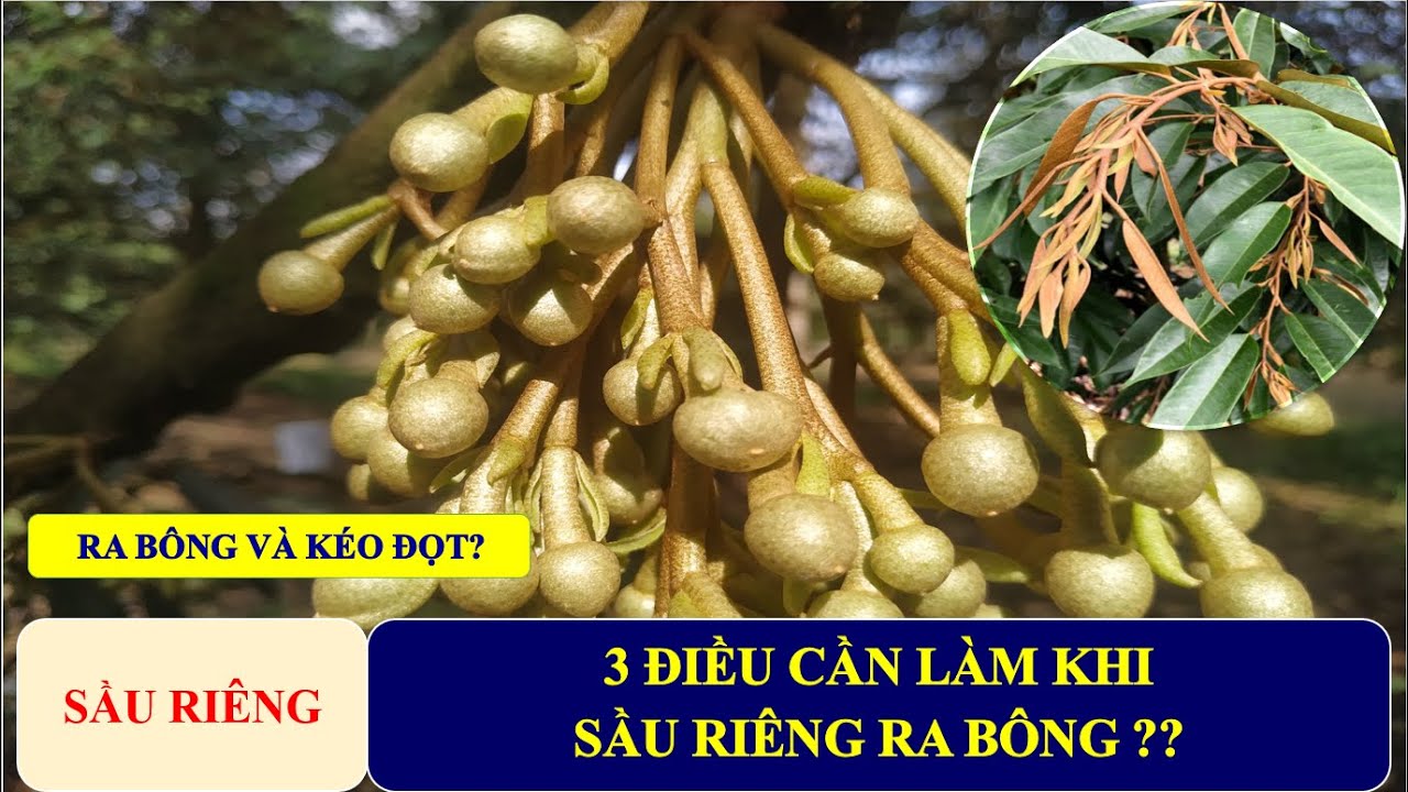 SẦU RIÊNG RA BÔNG NÊN BÓN PHÂN GÌ ĐỂ NUÔI BÔNG VÀ RA ĐỌT | 0769617704.