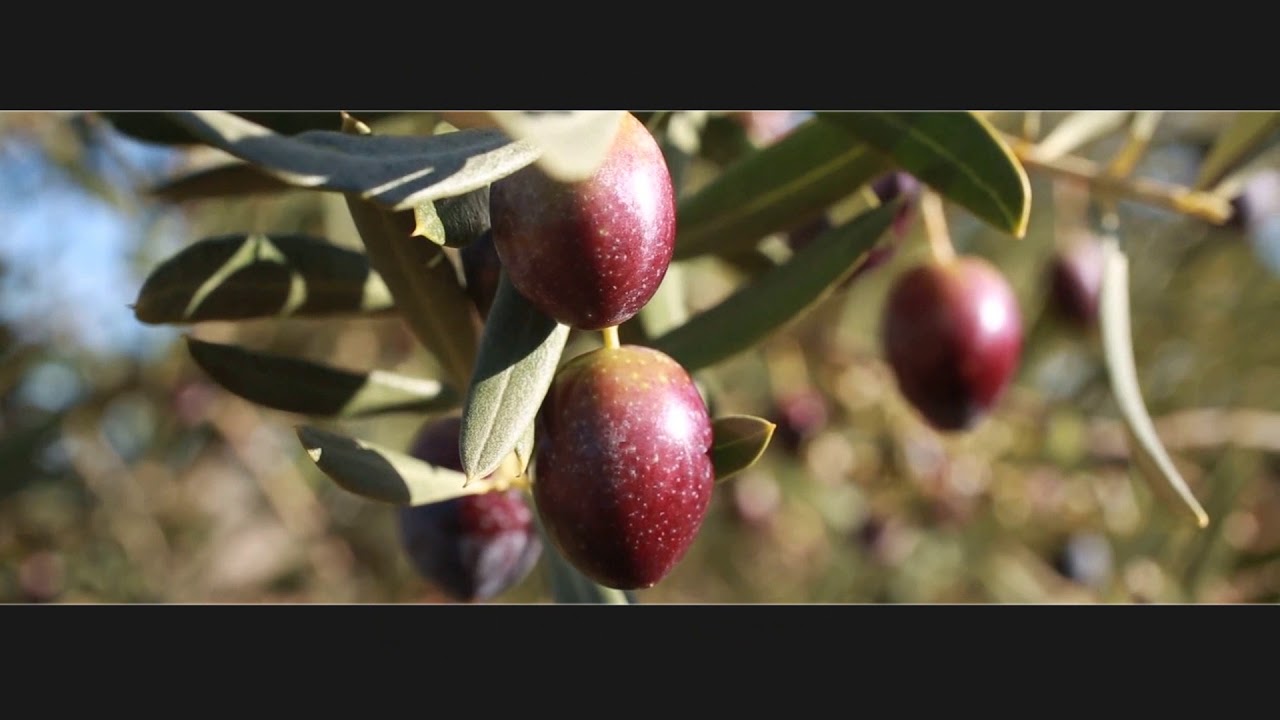 Aceite de Oliva Virgen Extra 