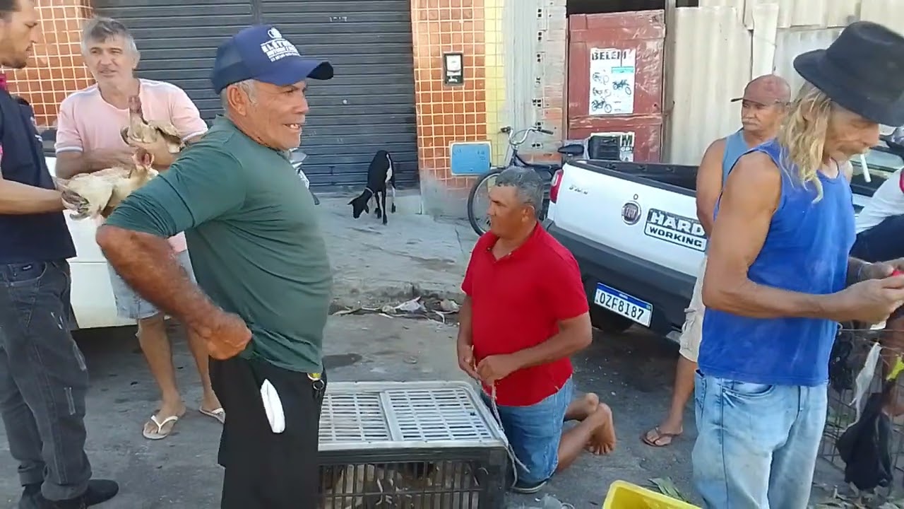 Feira da galinha da cidade de Guarabira PB. 14/03/26 🌵🤠