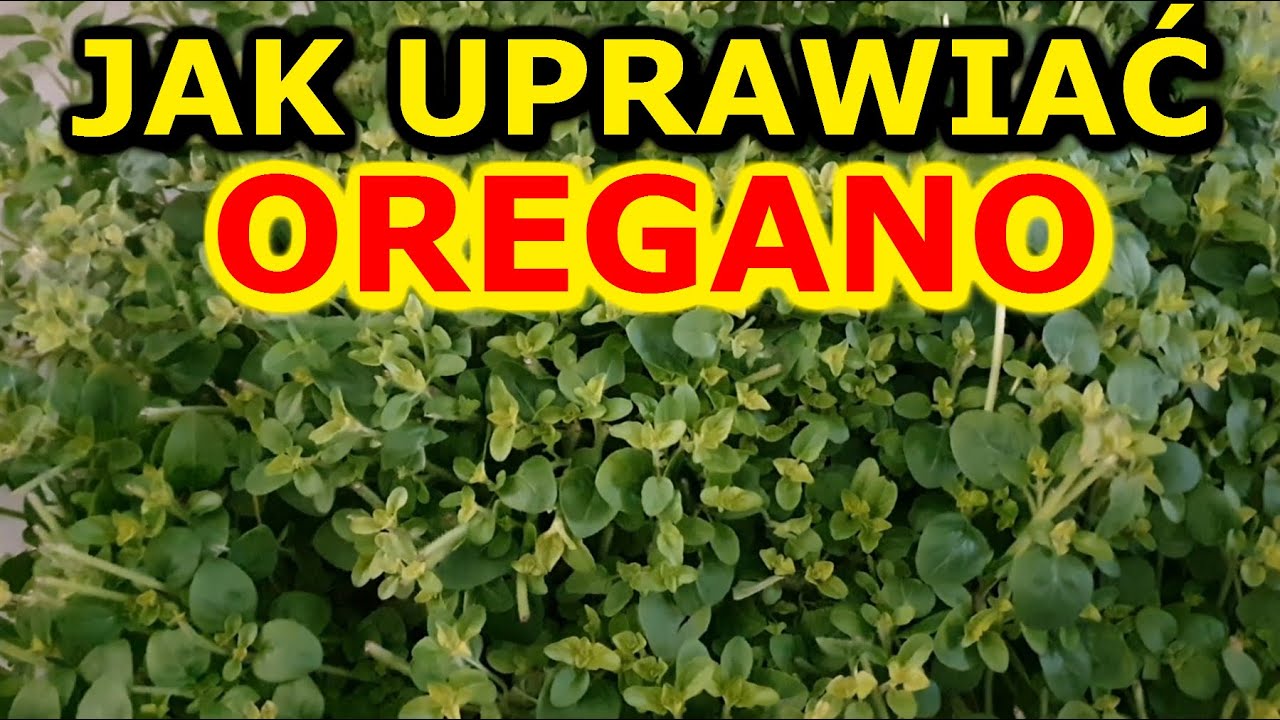 Jak uprawiać Oregano | Uprawa Oregano - ważne informacje