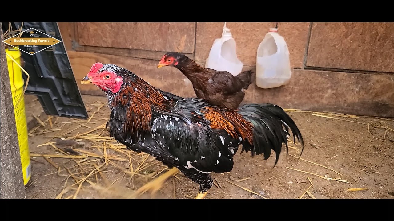 SAIB QAIB AND UPDATE BREEDING | 03.08.26 | SHOWBIRD | QAIB THAI | SHAMO | ASEEL | PAKOI | GANOI