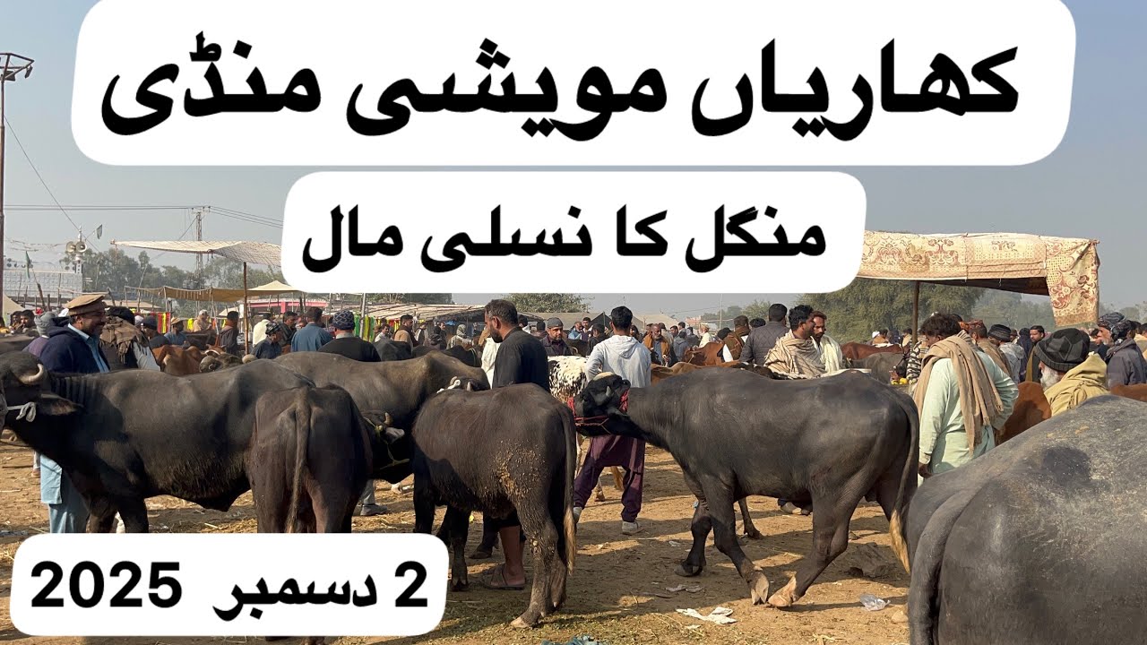 Kharian Bakra Mandi Rates 2 Dec 2025