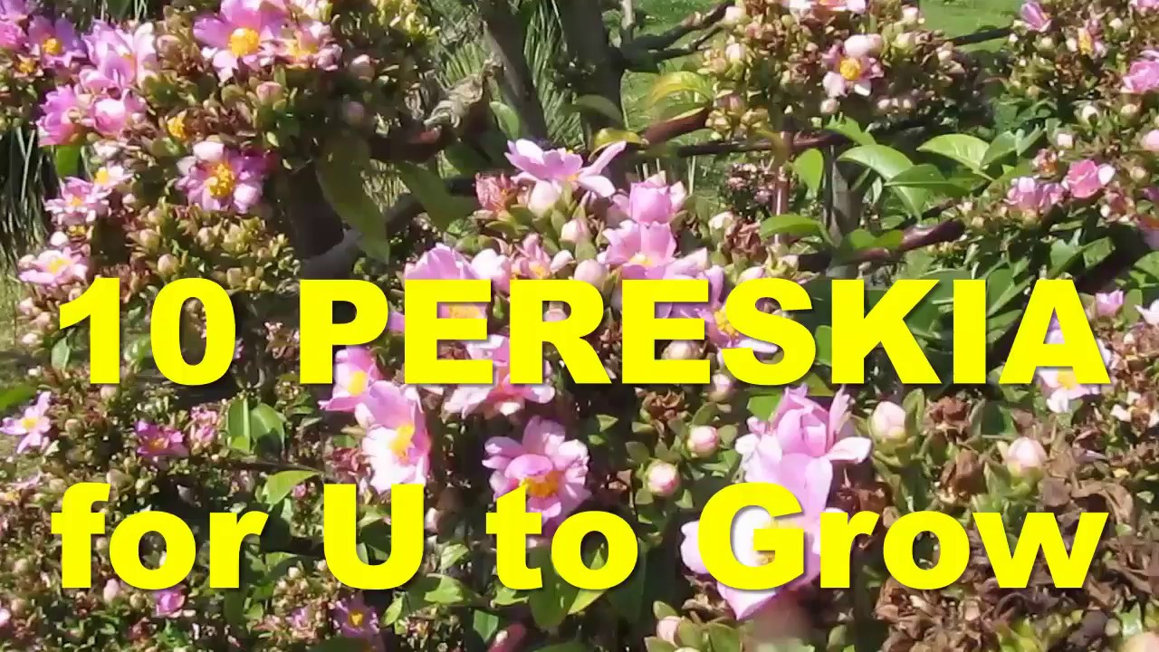 The Plant Traveller: 10 Pereskia Species to Grow   ora-pro-nobis