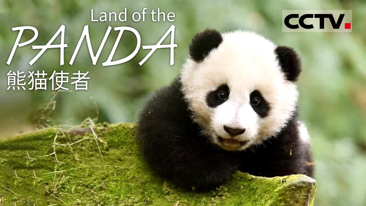 【ENG】《熊猫使者》Land of The Panda 中外交流的国宝级使者！看憨态可掬的大熊猫如何虏获大众芳心【 CCTV纪录】