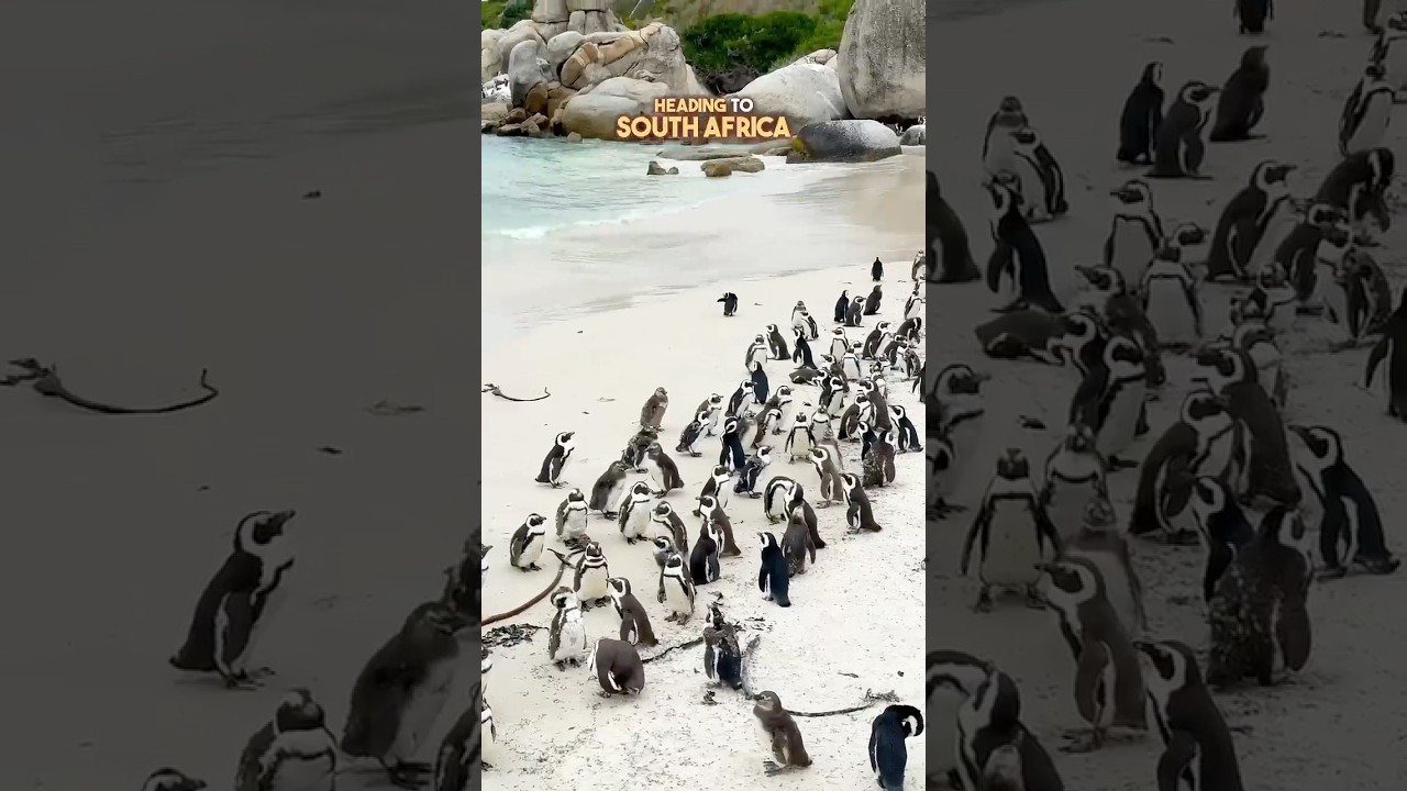 Don&rsquo;t make the same mistake! #bouldersbeach #capetownsouthafrica #capetown #penguins