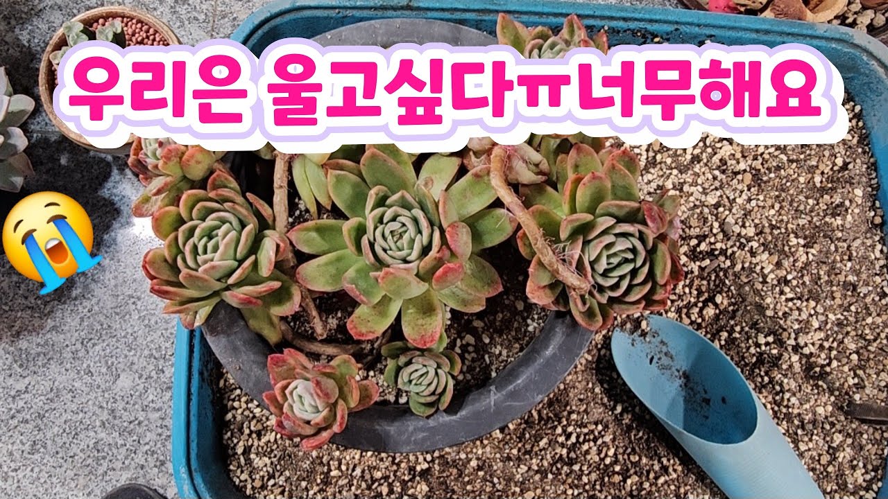😡속상해 ~😱 너무해 ~~~라즈아가 안~~~녕~~😭