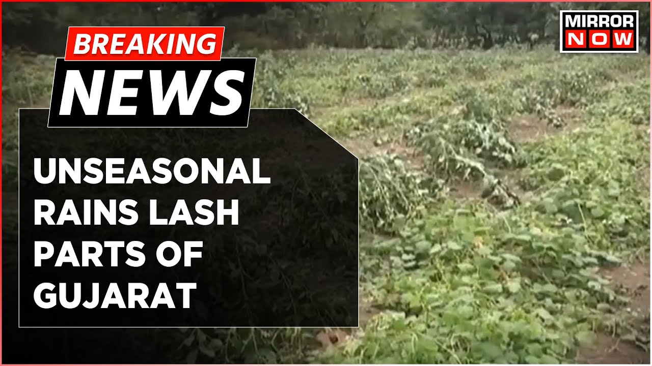 Breaking News | Unseasonal Rains In Parts Of Gujarat | Death Due To Lightening & Crops Damaged