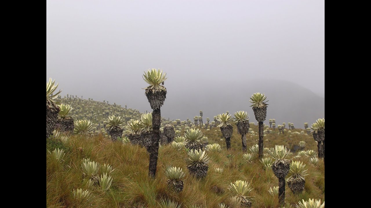 Importancia de los Páramos para la Conservación del Agua - TvAgro por Juan Gonzalo Angel
