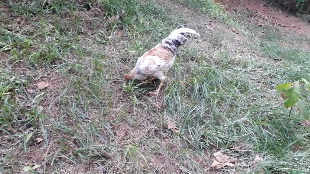 As aves soltas..
