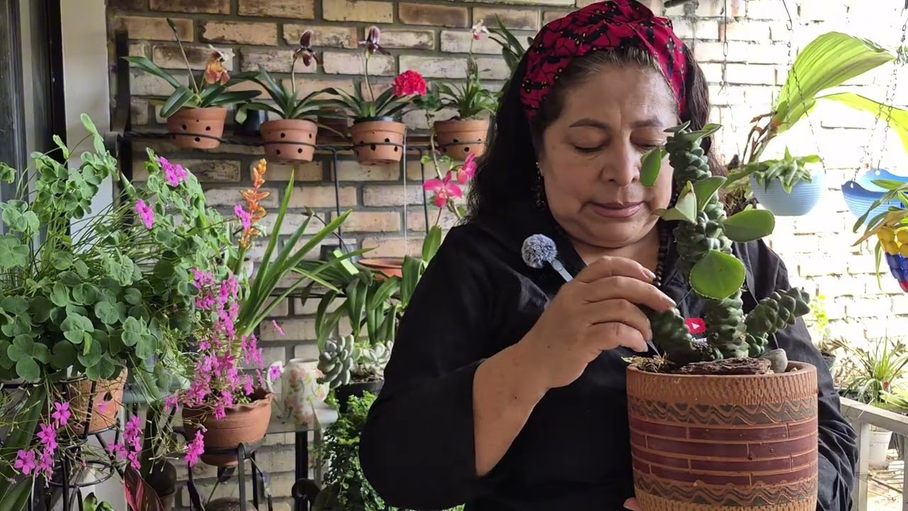 Mi Jardín de Suculentas| Colección de Suculentas.