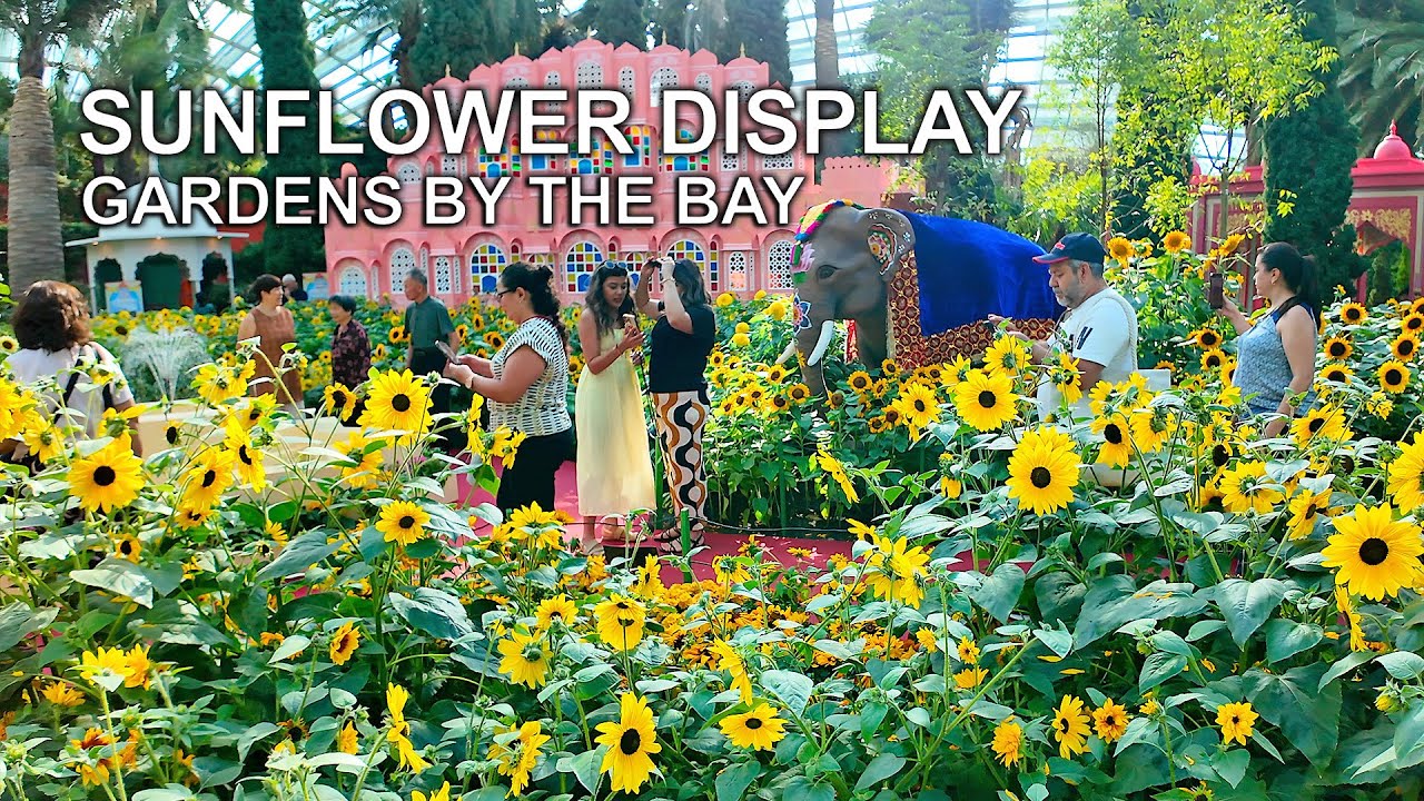 🌻 Sunflower Surprise at Gardens by the Bay | A Burst of Sunshine Inside Flower Dome