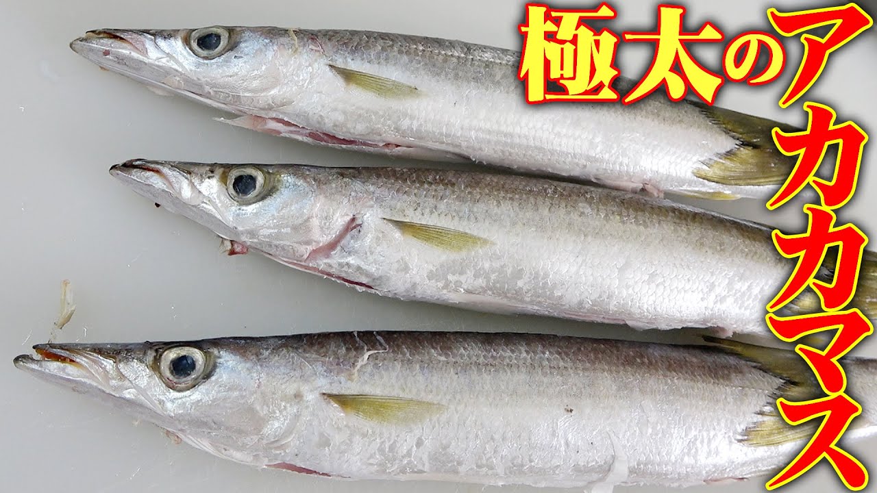 【今までで最高?!】脂が乗りまくったアカカマスをジョ兄さんが送ってくれました！