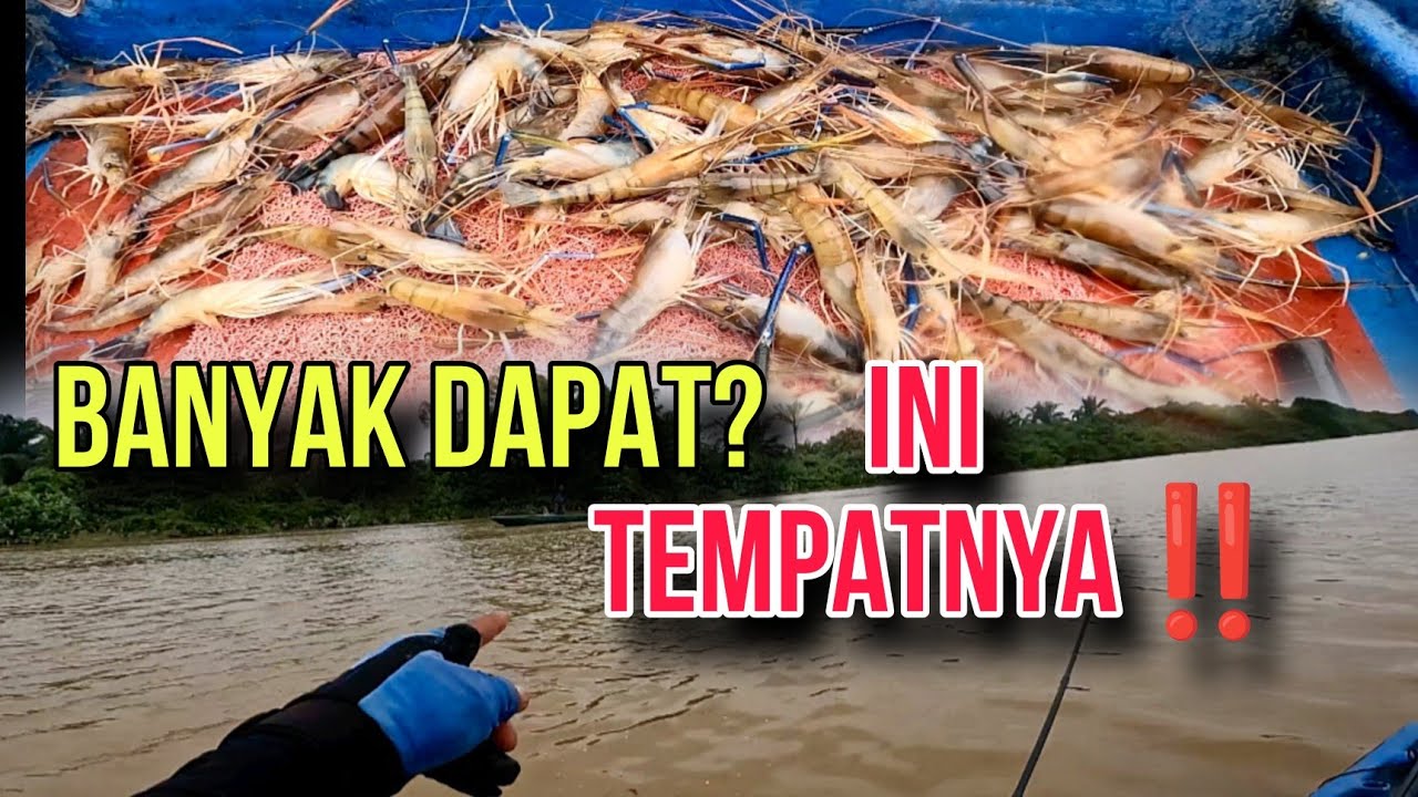Kena Tempat, Tau Pergerakkan Udang Galah... In Sha Allah Puas Hati Dengan Hasilnya‼️