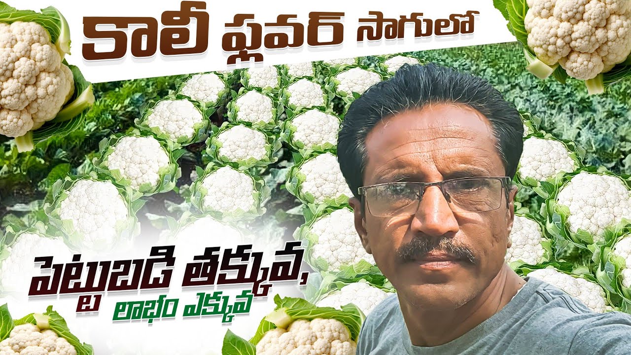 Callyflower Cultivation In Telugu | Callyflower Farming | కాలీ ఫ్లవర్ సాగు.