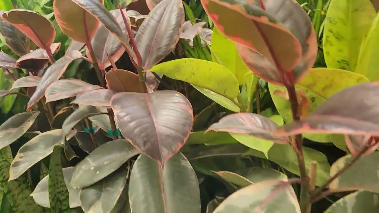 Garden of House 🪴 Plants 