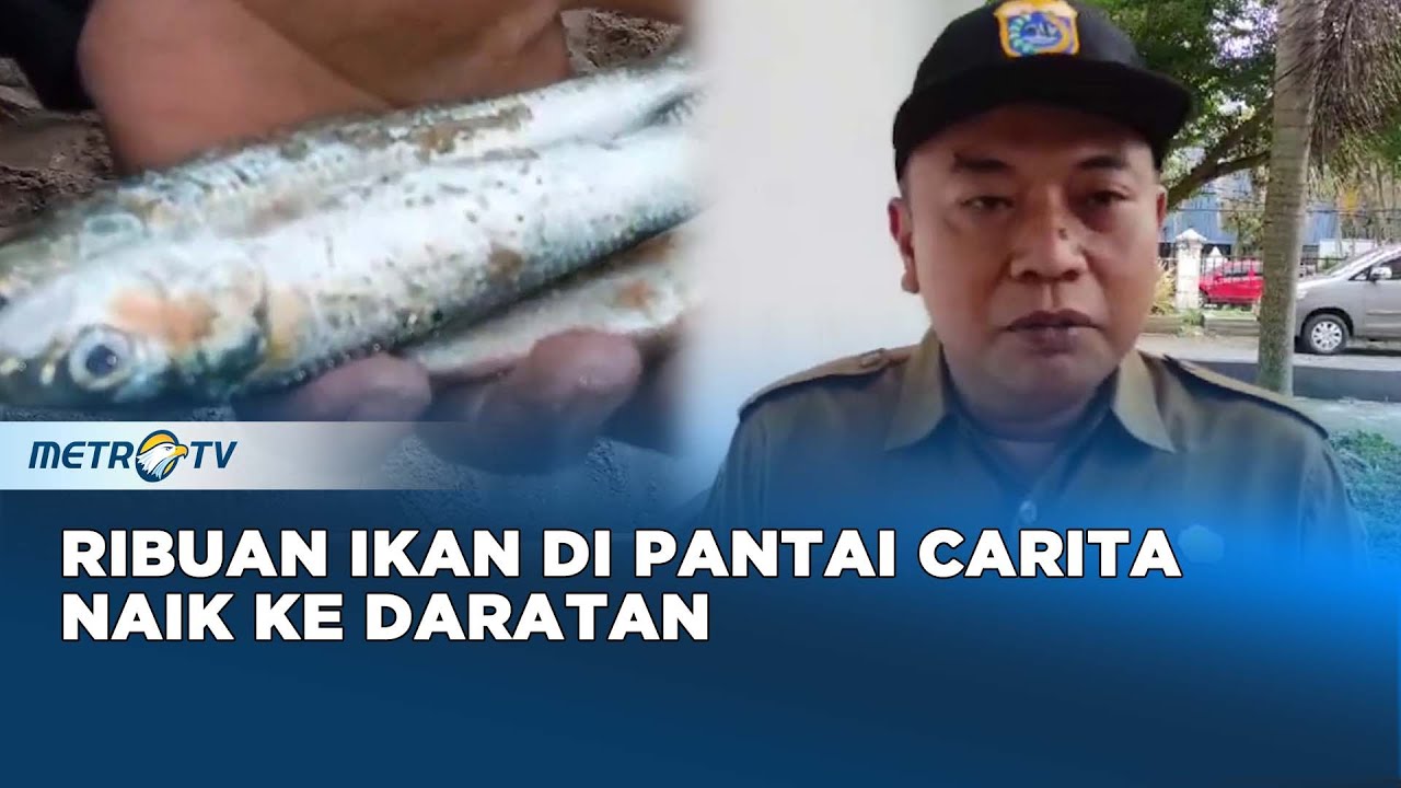 Fenomena Ikan Naik Ke Daratan Tidak Ada Kaitan Dengan Bencana Alam