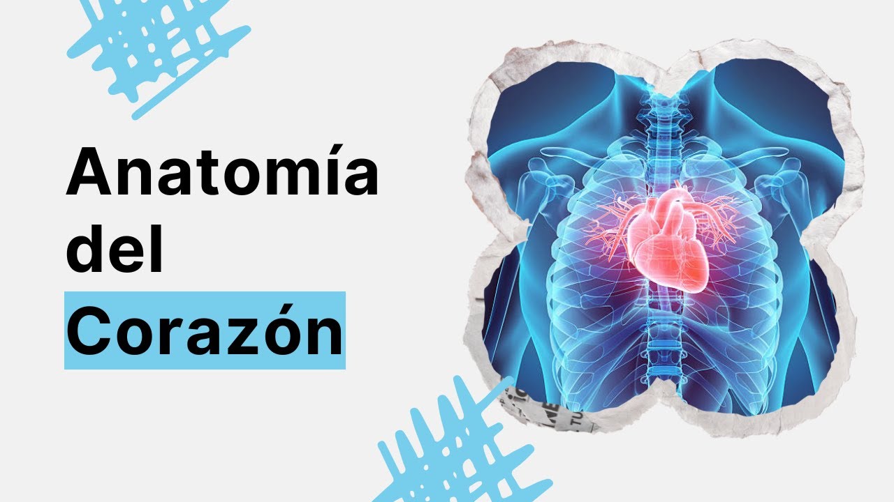 Anatomía del #corazon  BASICO