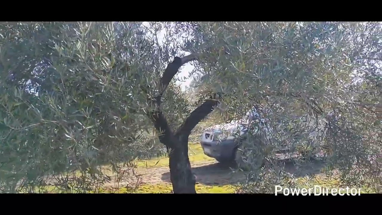 Poda olivo 2026 video 9° cambiamos un poco la forma de grabación.