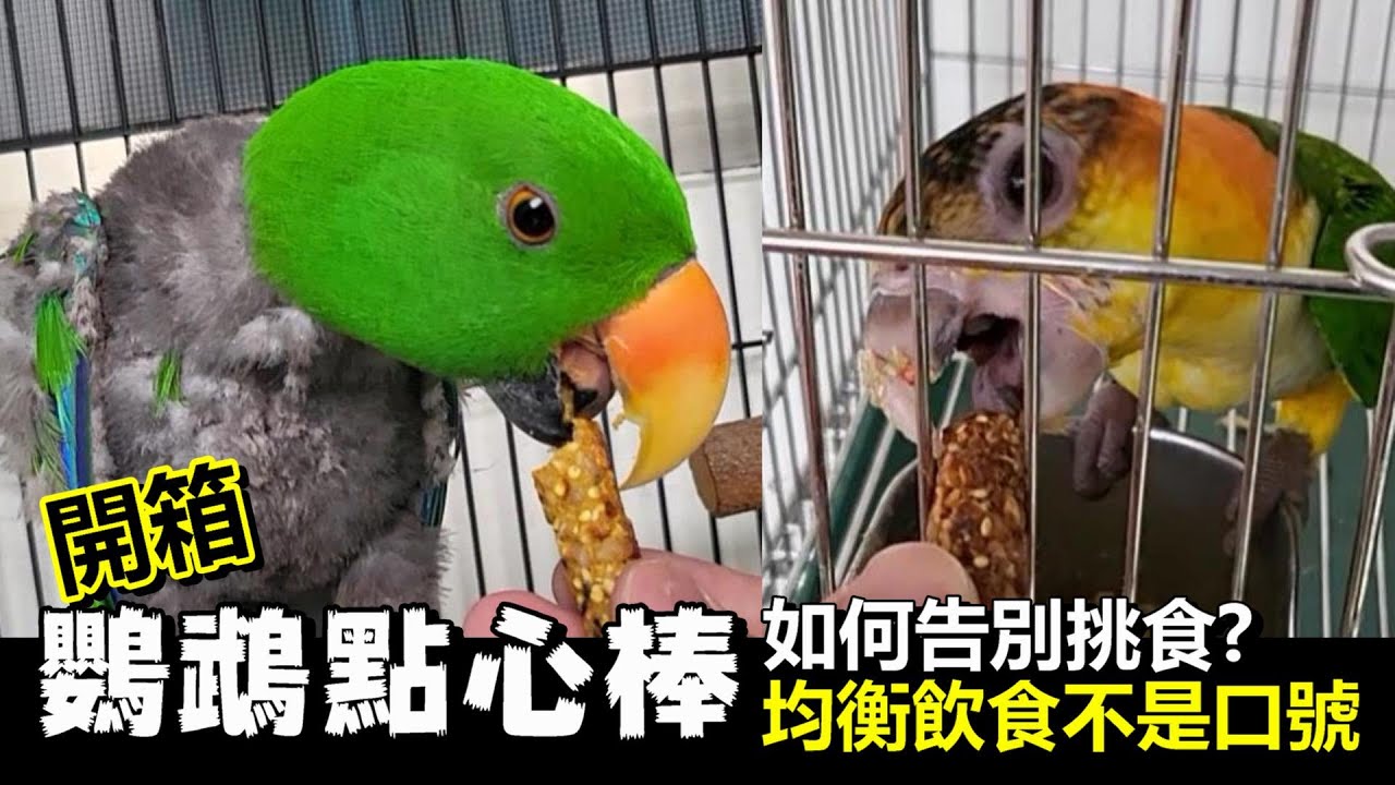 鸚鵡點心棒開箱！7種方法告別挑食鸚鵡！營養均衡長肉秘訣！| 精鵡瘋雲