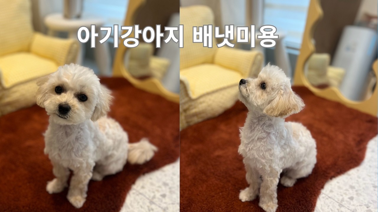 5개월 아기강아지 미용트라우마 비켜!! 첫미용프로그램으로 미용과 친해지는 과정을 담았습니다