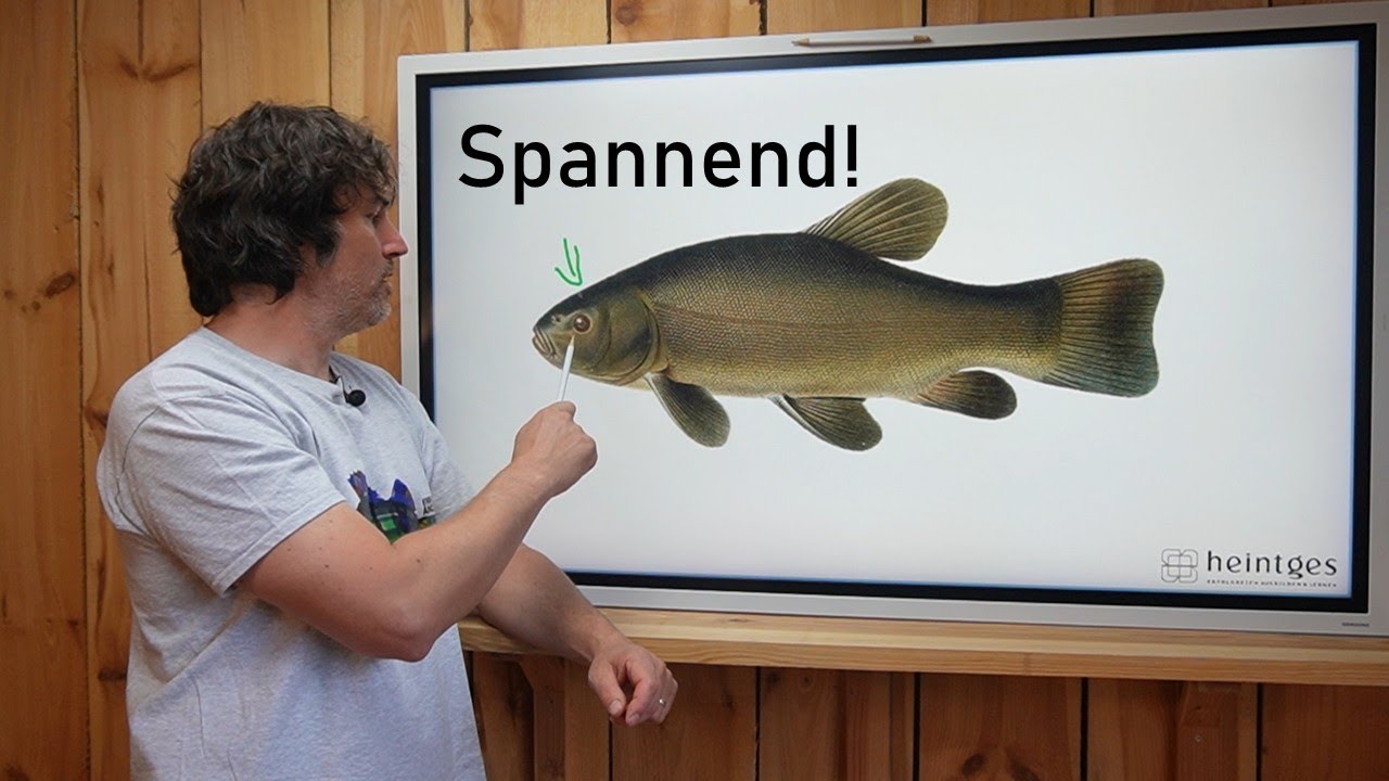 Fisch des Monats: Das MUSST Du über die SCHLEIE wissen!