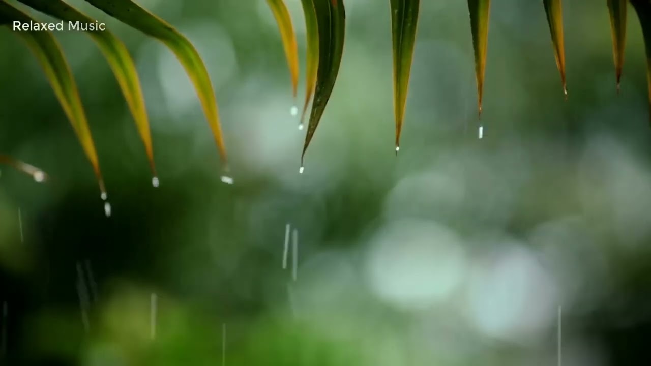 rain, Relaxing Music & Rain Sounds - Calm Piano Music, Meditation Music, Relaxing Sleep Music