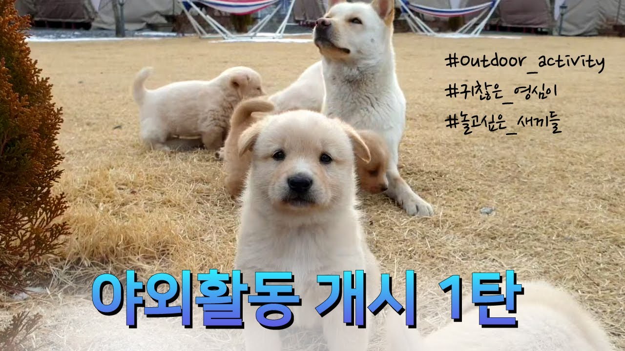 멍멍이 가족 나들이 1탄(Country dog family outing - Eng Sub) | 진돗개와 시고르자브종 사이
