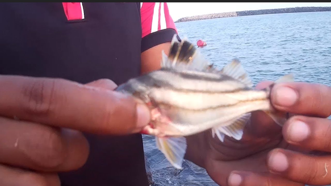 Fish Catching | Pondicherry Harbour