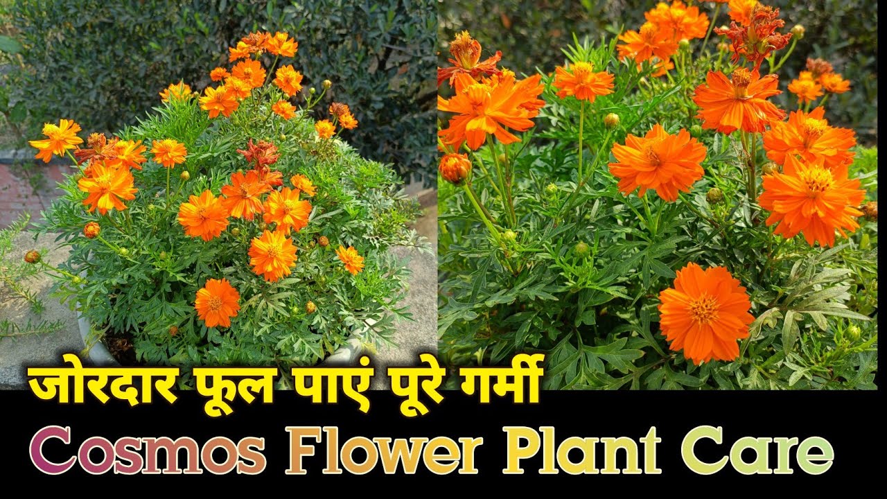 Cosmos Flower Plant Care, अप्रैल और मई के महीने में जोरदार फूल पाए कॉसमॉस से