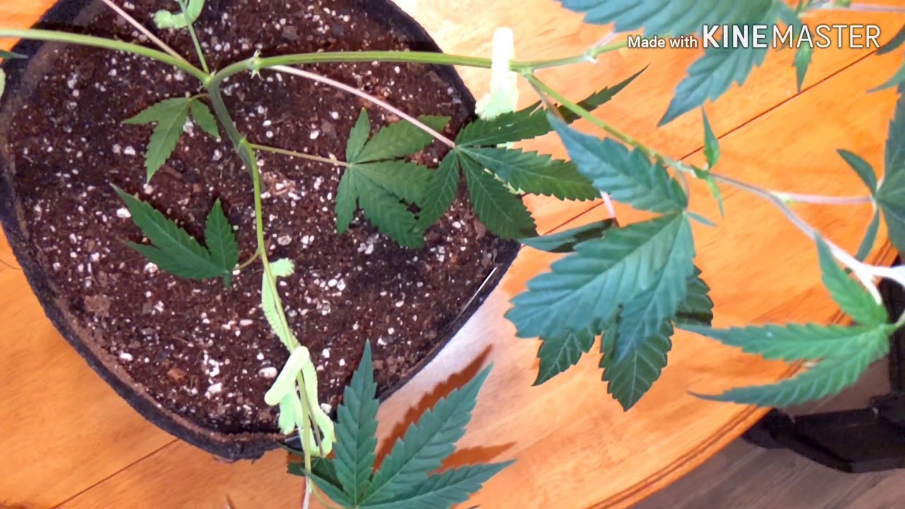 Peyote critical and Chocolope Kush AKA Chocolate Kush