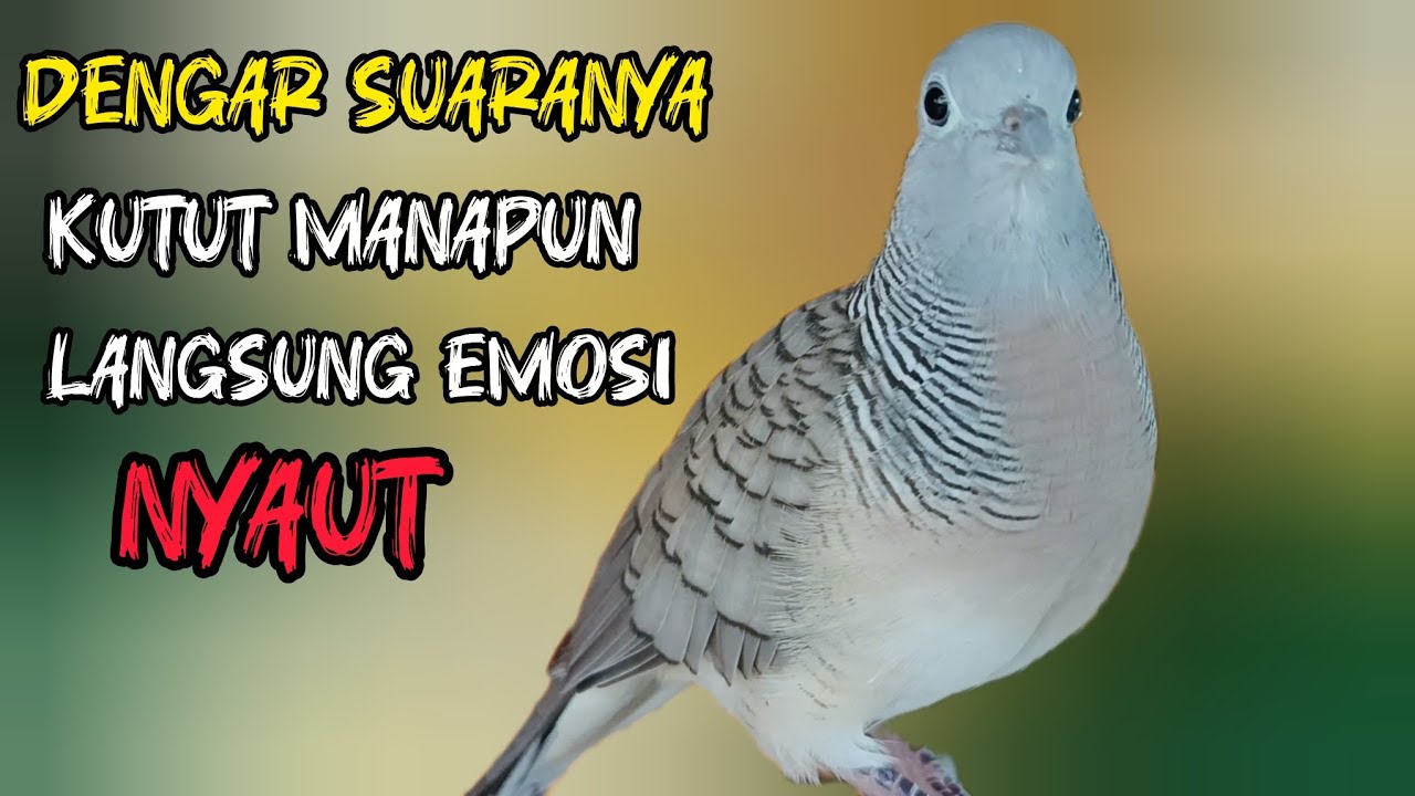 Perkutut Lokal Gacor Suara Besar Cocok Untuk Pancingan Semua Jenis Burung Perkutut Agar Cepat Bunyi