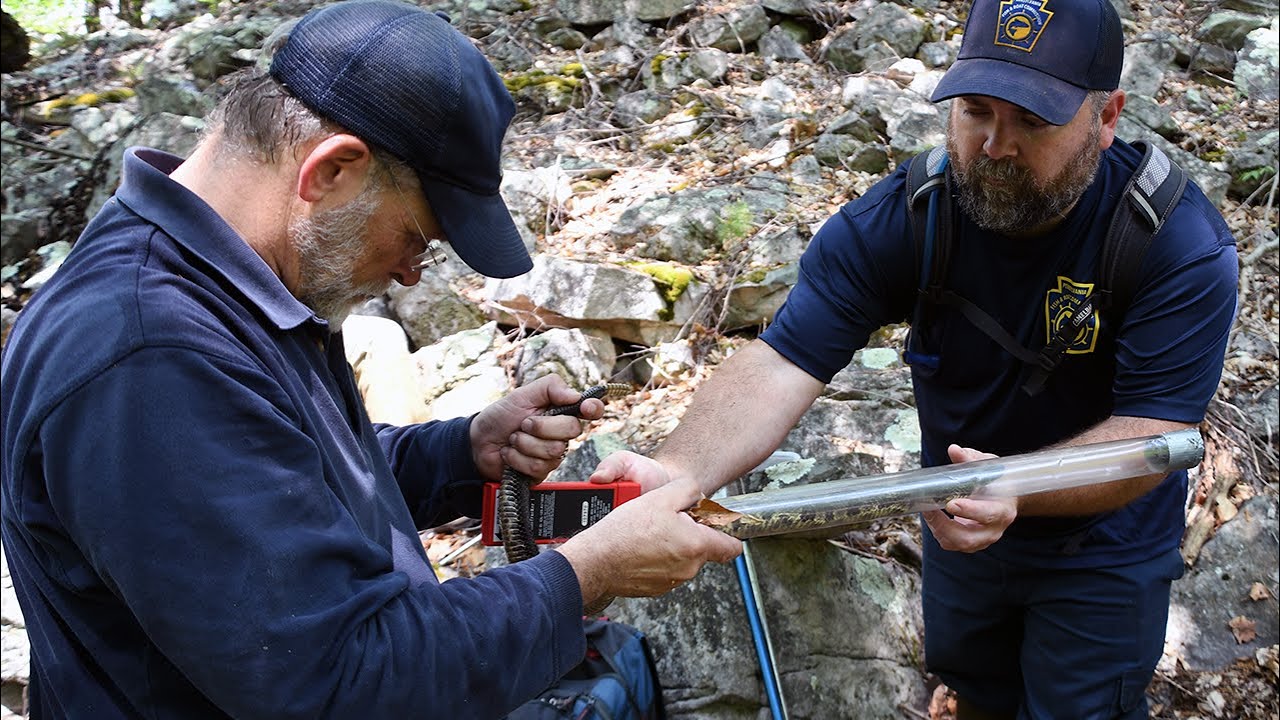 Catching and Monitoring Timber Rattlesnakes in Pennsylvania
