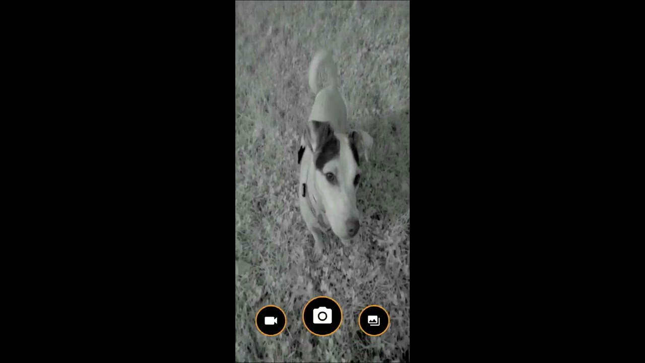 🐶🐶🐶 InfraRed Camera on a Mobile Phone (Xiaomi Mi 8)
