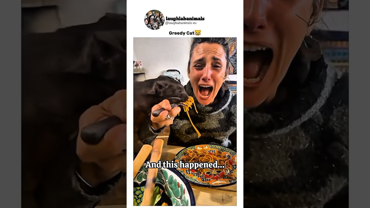 Видео со смешными животными 📷