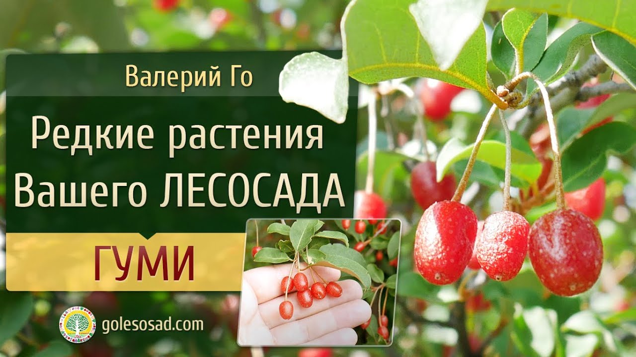 Редкие растения вашего лесосада. Гуми.