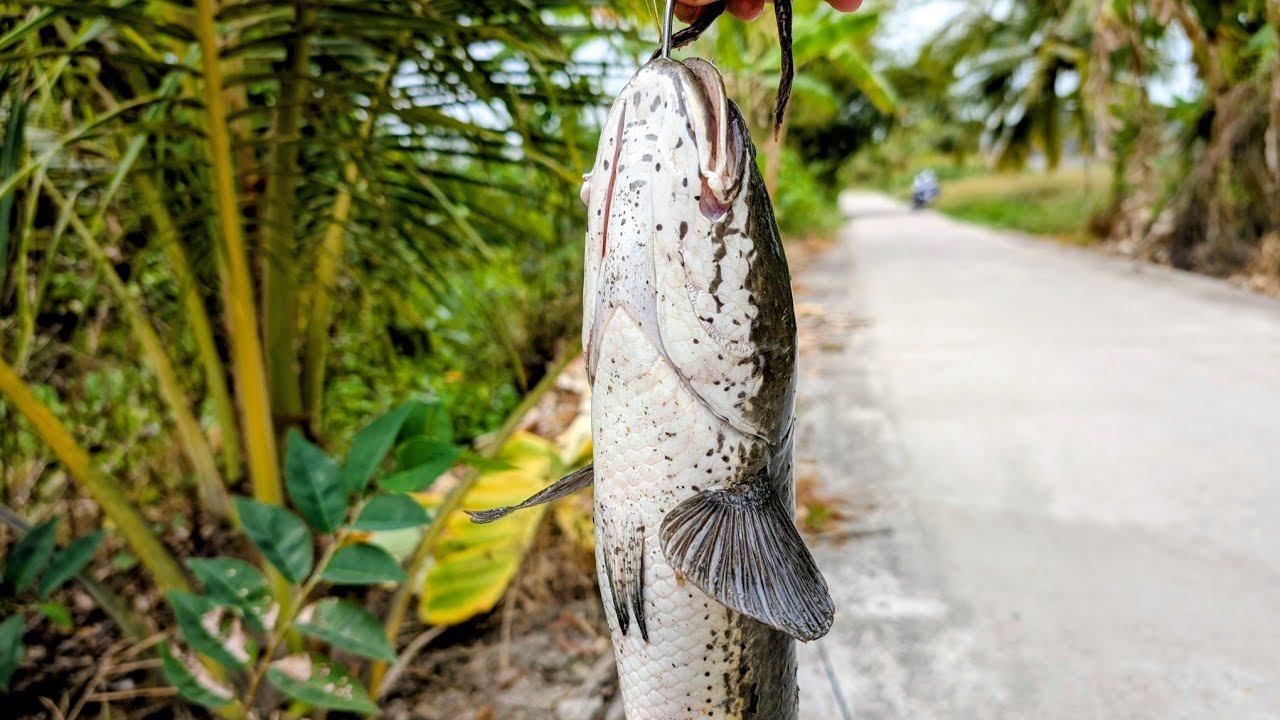Câu lure cá lóc. Kênh đẹp, nhiều cá. Một ngày dính 03kg cá. Quá đã tay.