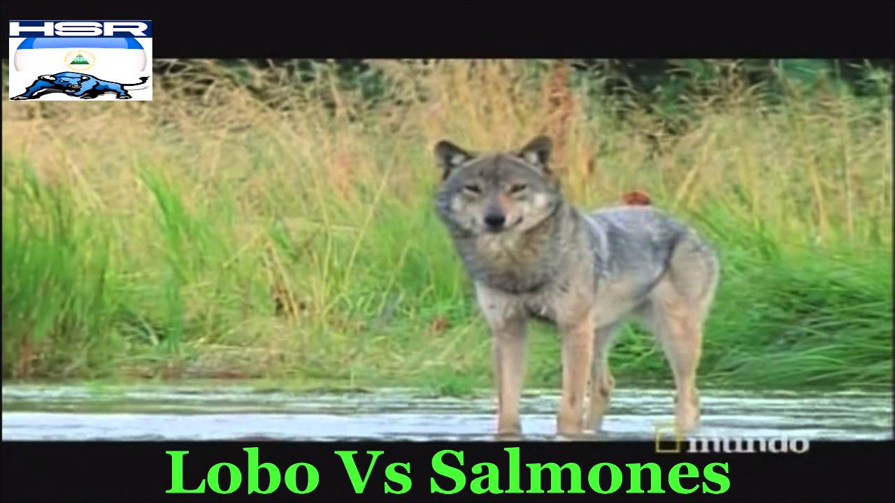 Lobo Vs Salmones