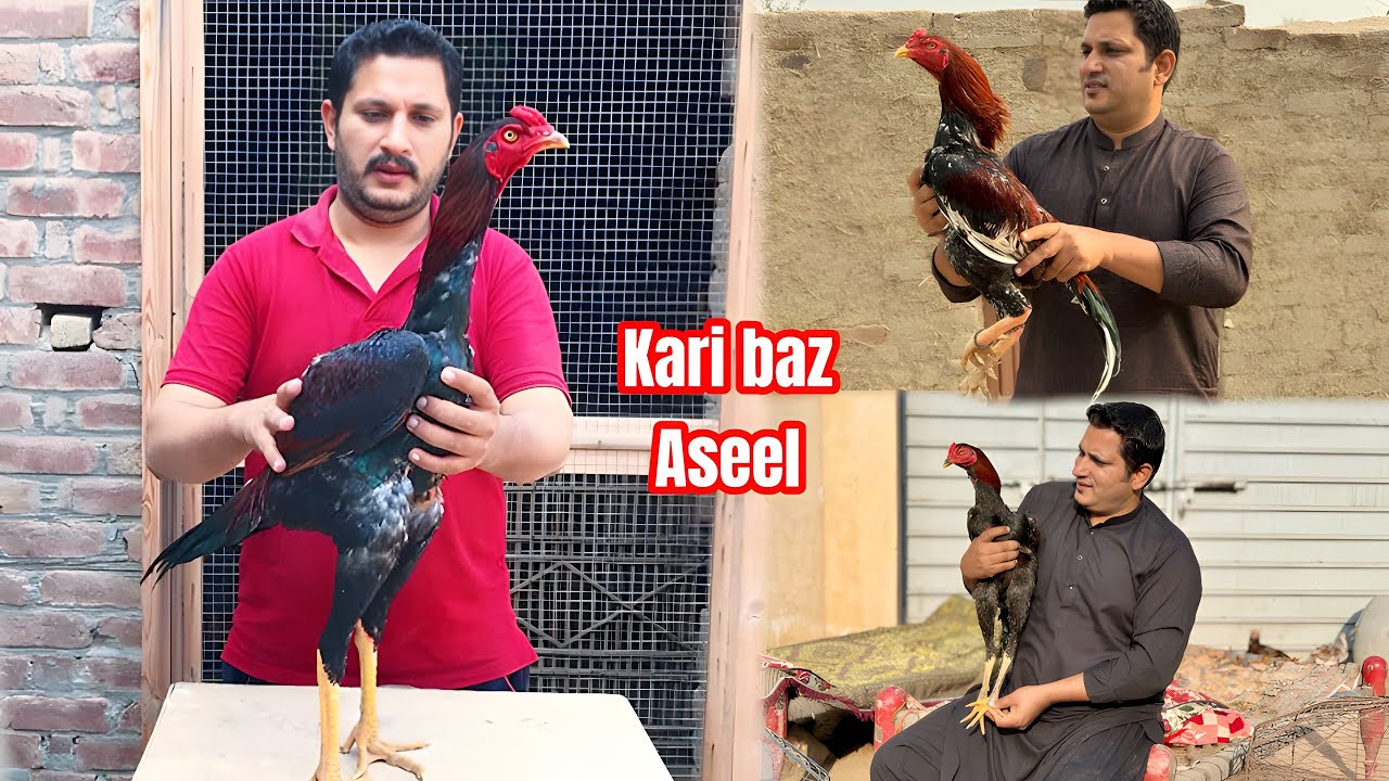 Aseel hens and roosters of my home breed by Nadeem shah aseel