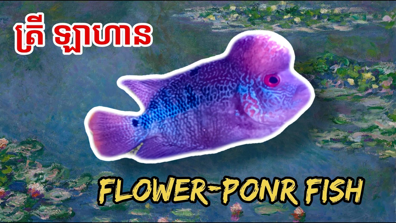 ត្រីឡហានដែលខ្ញុំចញ្ជឹម Flower Honr Fish & Polar YellowParrotFish#betta #flowerhorn #polarblueparrot