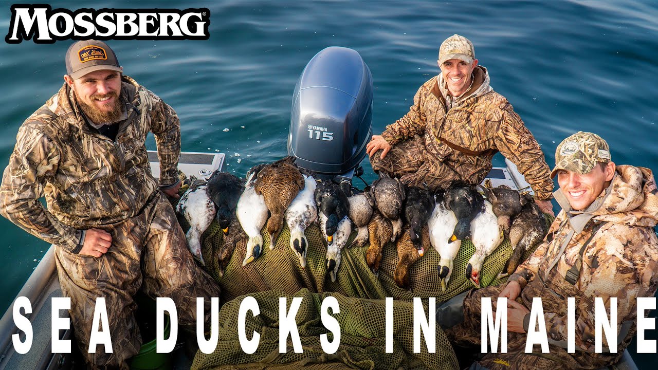 Sea Duck Hunting in Maine | The Waterfowl Collective