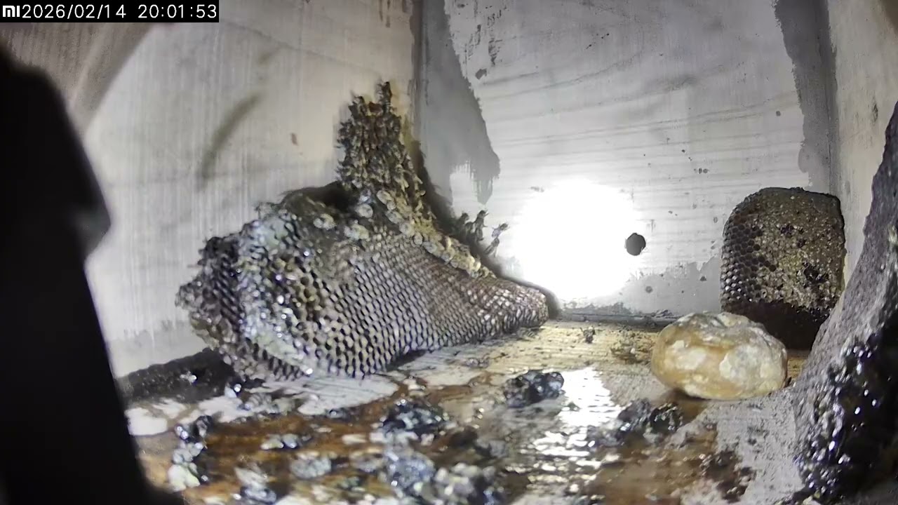 Catch swaram daytime and night vision footage 