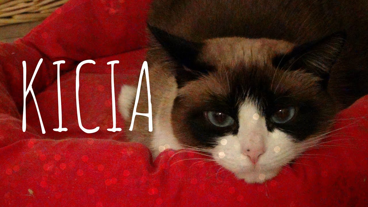 TAG : Mój zwierzęcy przyjaciel KICIA