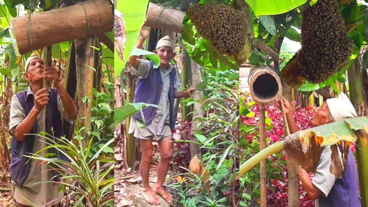 छुटिएर गएको मौरीलाई कसरी घरमा राख्ने हेर्नुहोस ll मौरी पालन Beekeeping 🐝🐝 ll Jivan Ko Jeevan
