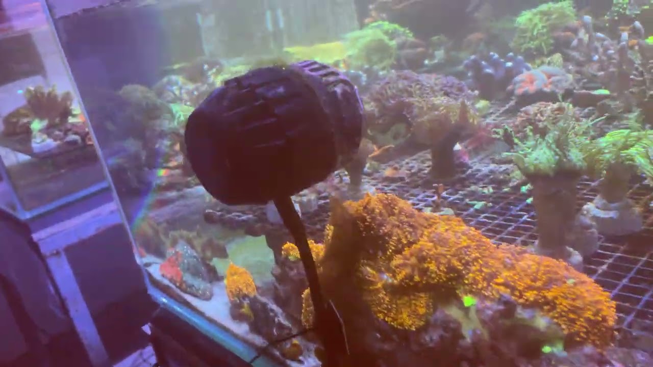 Όμορφα θαλασσινά ενυδρεία στο If a Reef Ιανουάριος 2026 - κοράλια, ψάρια, ασπόνδυλα, μαγκρόβια