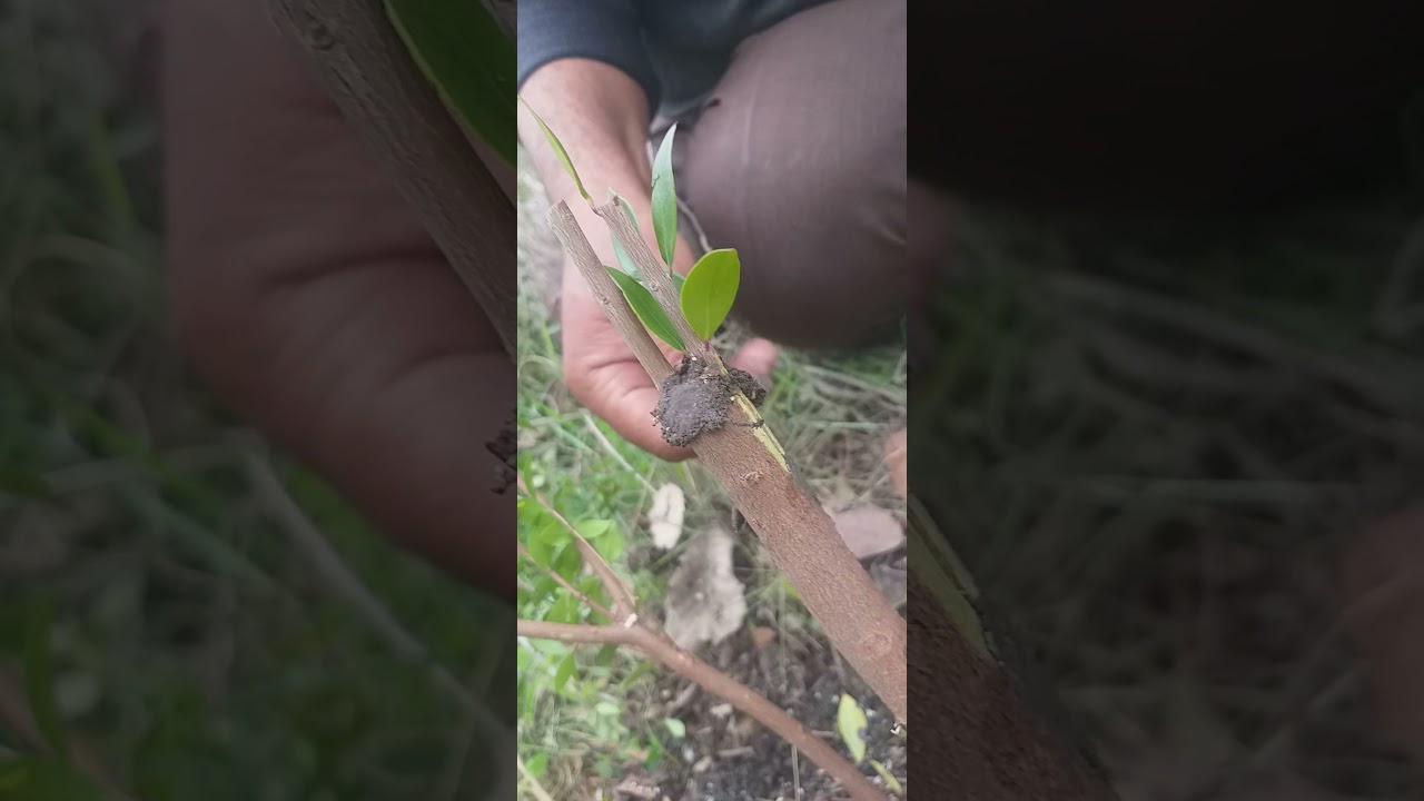 hambeles aşısı nasıl yapılır.Yarma kalem ve dilcikli aşı tekniği.