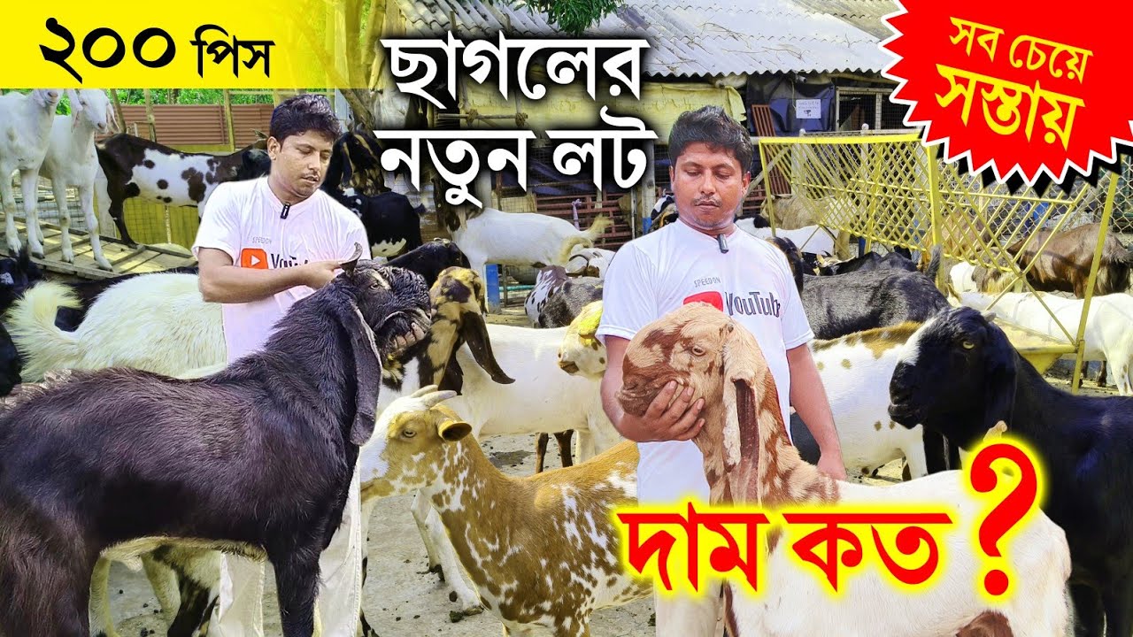 GOAT FARM || 200 পিস ছাগল এর নতুন লট | goat farming in west begal || KGN GOAT FARM